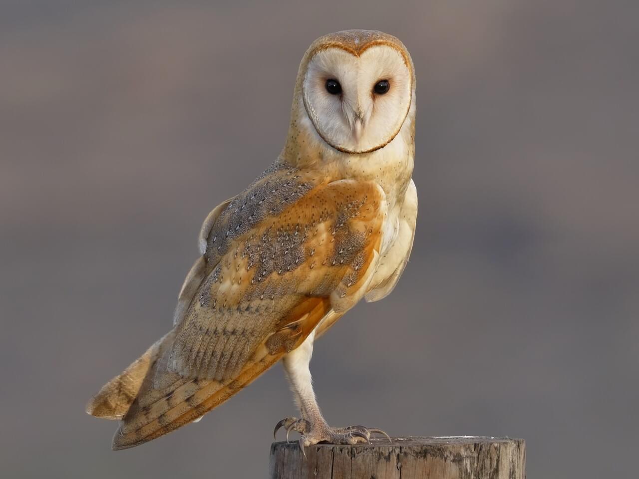 An image of an adult barn owl